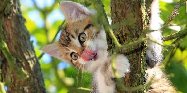 Animaux de compagnie